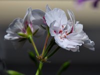 Geranium2.jpg