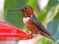 Hummer8.jpg