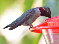 Hummer3.jpg