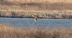 _DSC8728.jpg