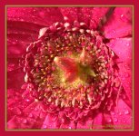 Bright Pink Gerber Daisy Close Up 2-27-2016.jpg