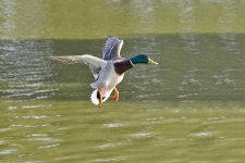 DSC_8032.jpg