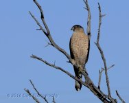 2-25-16-cr__D7K1721.jpg