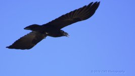 2-25-16-cr__D7K1729.jpg