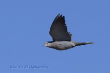 2-25-16-cr__D7K1742.jpg