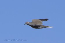 2-25-16-cr__D7K1744.jpg
