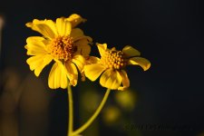 2-26-16-cr__D7K1811.jpg