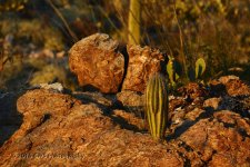 2-26-16-cr__D7K1823.jpg