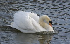 DSC_6865.jpg