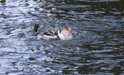 DSC_6939.jpg