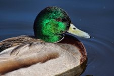 DSC_0076malard.jpg