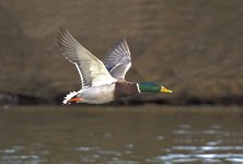 DSC_6956.jpg