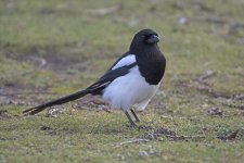 DSC_6932.jpg
