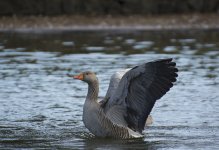 DSC_6980.jpg