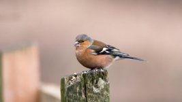 DSC_9786-Edit.jpg