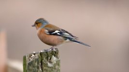 DSC_9784-Edit.jpg