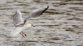 DSC_0175-Edit.jpg