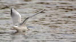DSC_0176-Edit.jpg