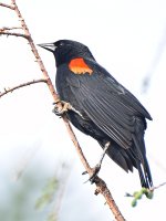 Blackbird3.jpg