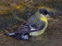 Finch4.jpg