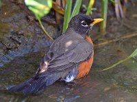 Robin5.jpg
