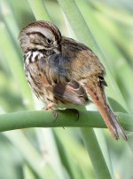 SongSparrow8.jpg