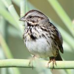 SongSparrow11.jpg