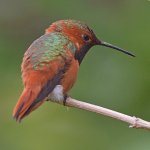 Hummer10.jpg