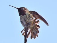 Hummer20.jpg