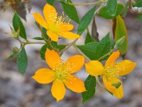 YellowFlower.jpg