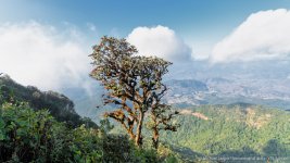 landscape doi inthanon cm tree2-1.jpg