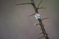 DSC_7920.jpg