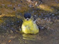Finch2.jpg