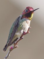 Hummer23.jpg