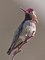 Hummer22.jpg