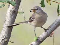 Mockingbird.jpg
