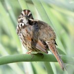 SongSparrow9.jpg