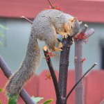 Squirrel3.jpg