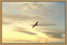 Seagull at Sunset 2-28-2016.jpg