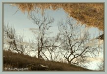 Tree Reflections 2-28-2016.jpg