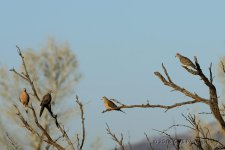 2-28-16-cr__D7K1866.jpg