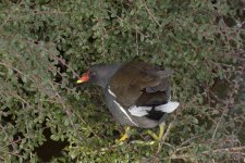 DSC_7065.jpg