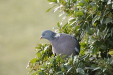 DSC_7069.jpg