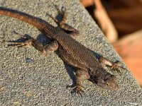 Lizard2.jpg