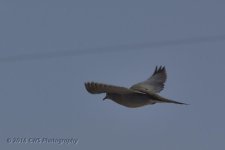 2-29-16-cr__D7K1902.jpg