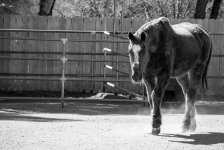 HorseWalking.jpg