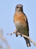 Bluebird6.jpg