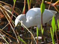Egret.jpg