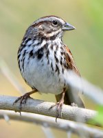 SongSparrow.jpg