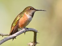 Hummer4.jpg